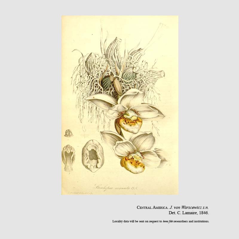 Stanhopea ecornuta