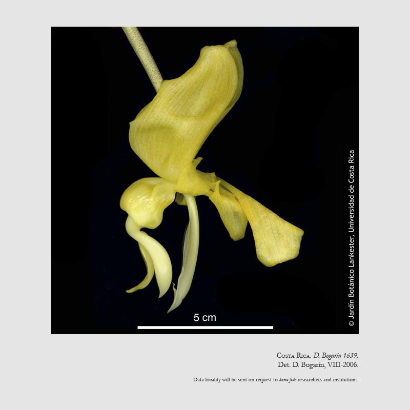 Stanhopea warszewicziana