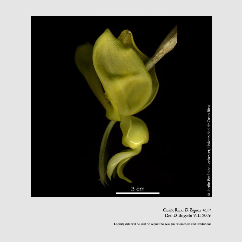 Stanhopea warszewicziana