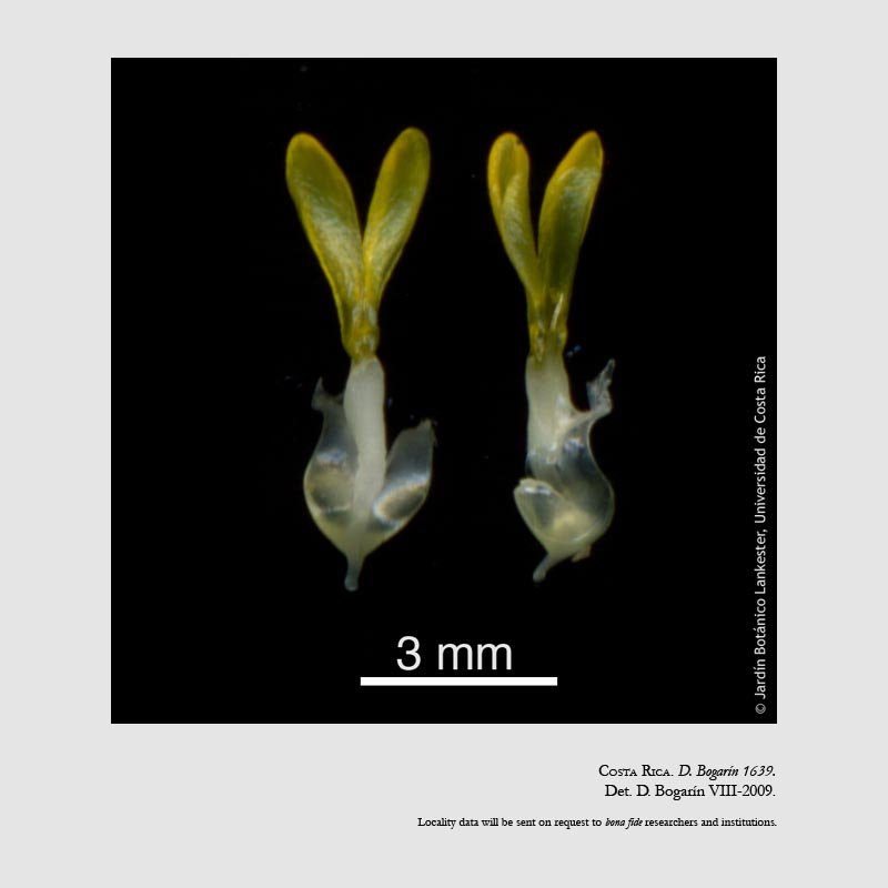 Stanhopea warszewicziana