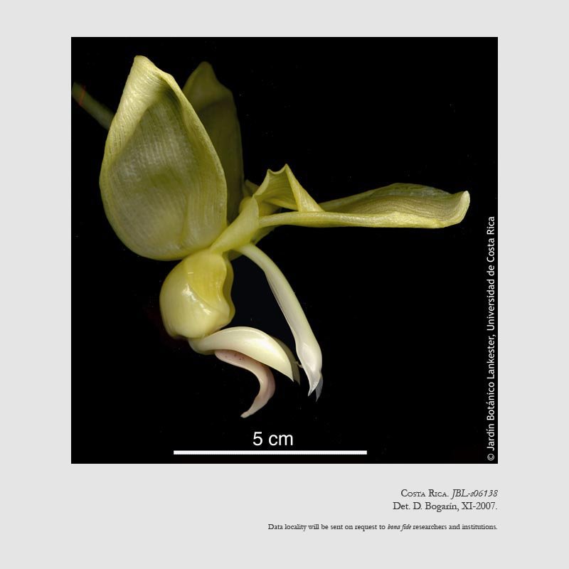 Stanhopea warszewicziana