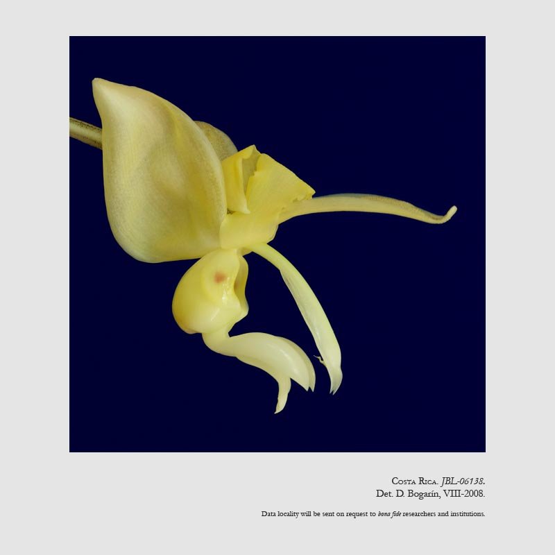 Stanhopea warszewicziana