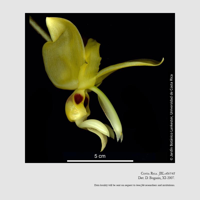 Stanhopea warszewicziana