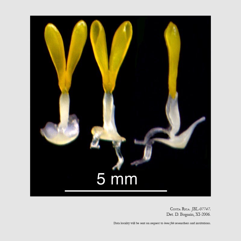 Stanhopea warszewicziana