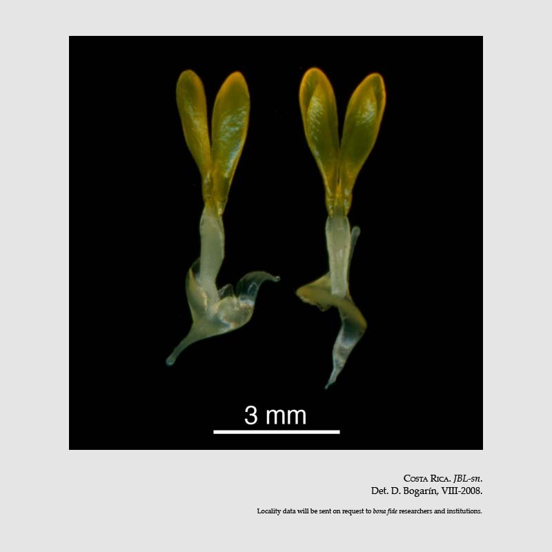 Stanhopea warszewicziana