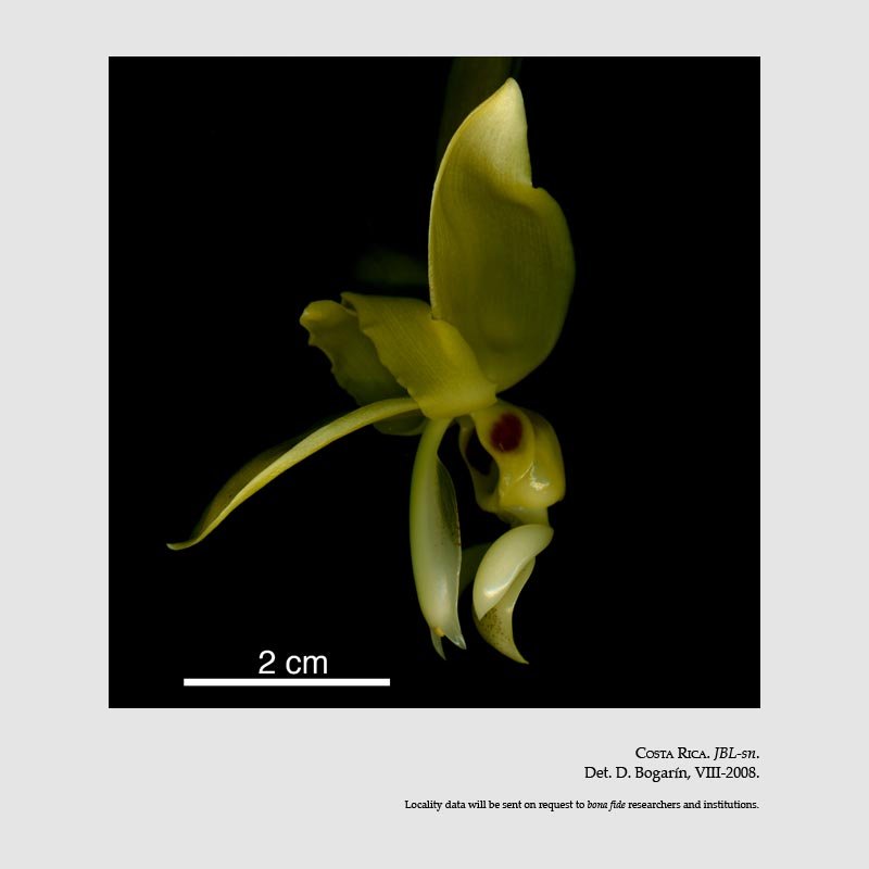 Stanhopea warszewicziana