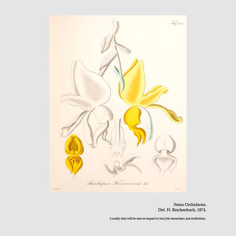 Stanhopea warszewicziana