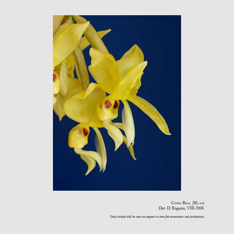 Stanhopea warszewicziana