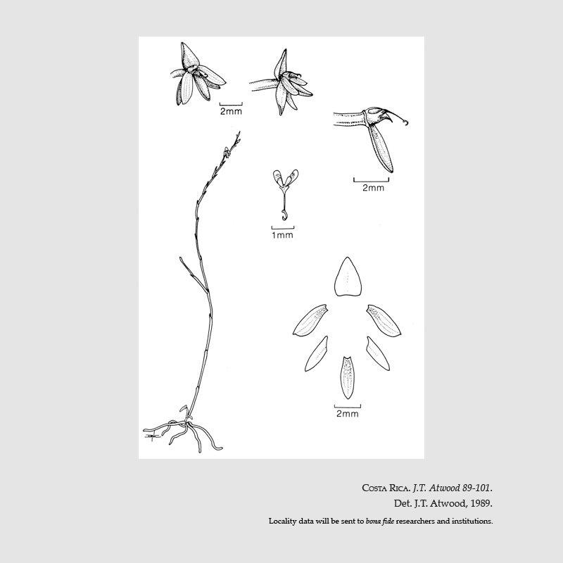 Telipogon campbelliorum