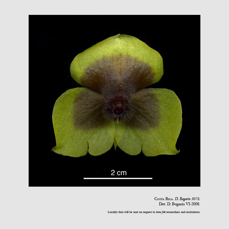 Telipogon costaricensis