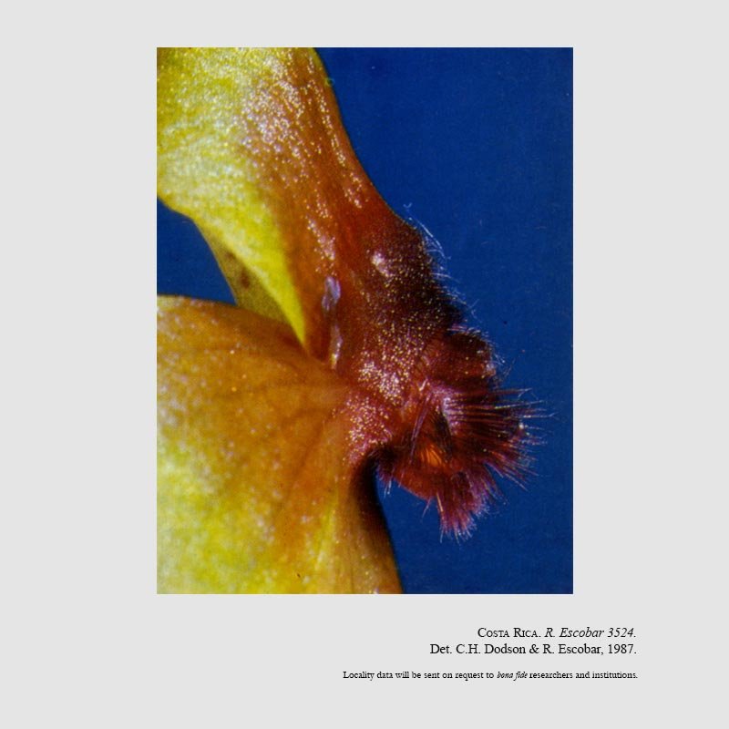 Telipogon costaricensis