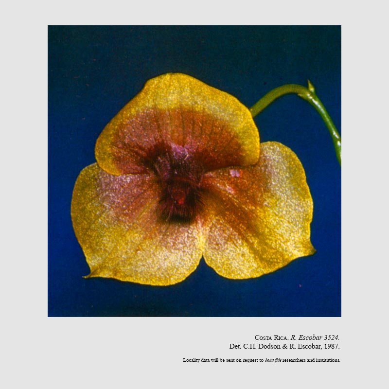 Telipogon costaricensis