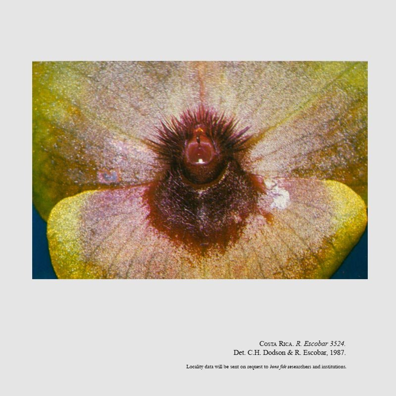 Telipogon costaricensis