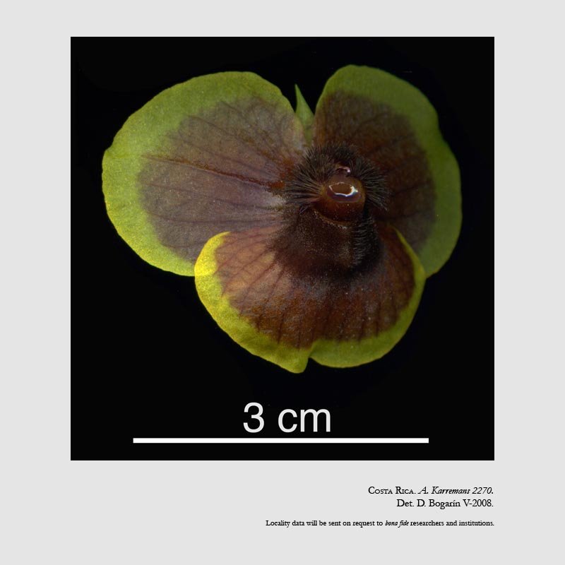 Telipogon costaricensis