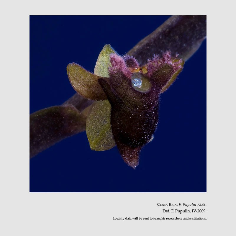 Telipogon minutiflorus