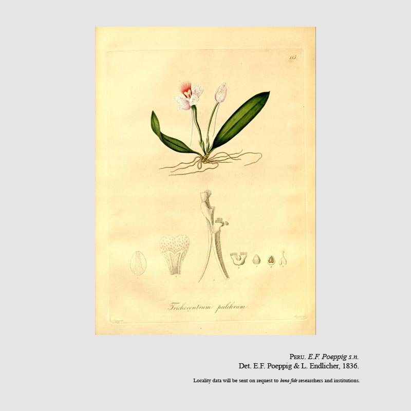 Trichocentrum pulchrum