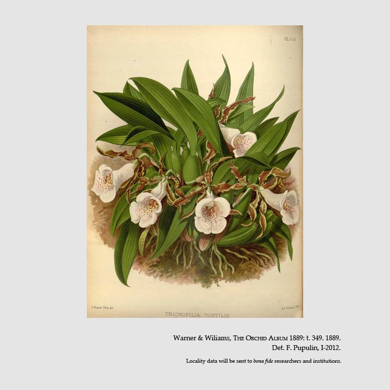 Trichopilia tortilis