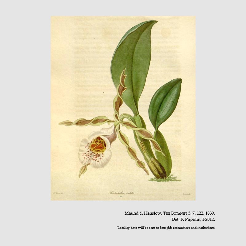 Trichopilia tortilis