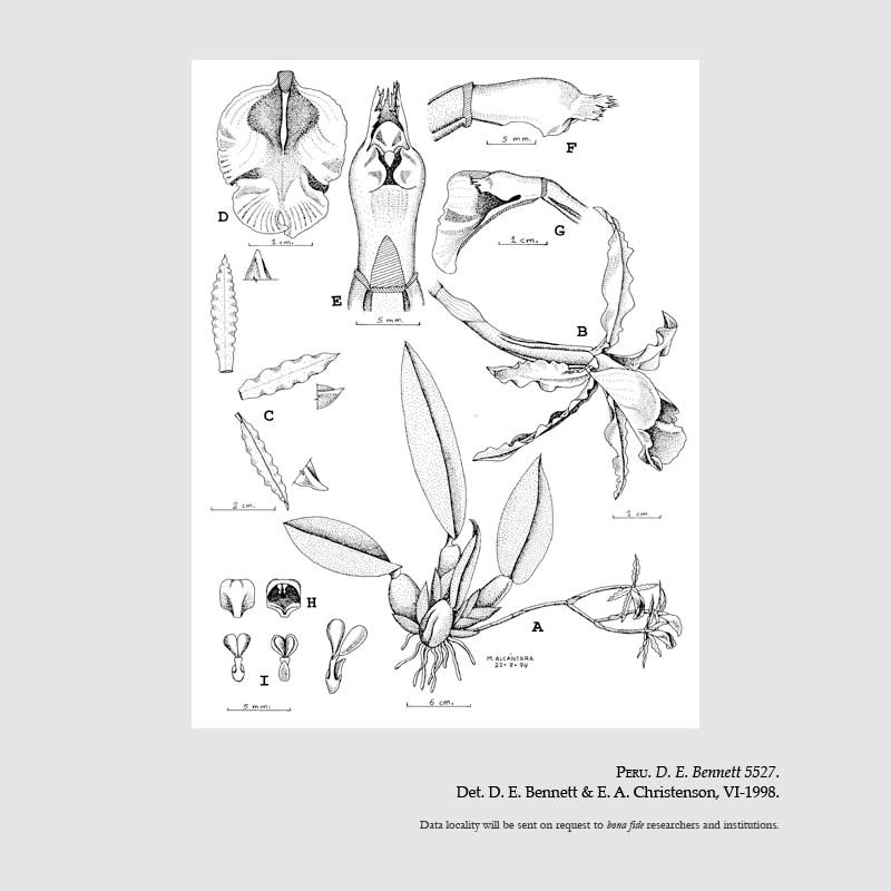 Trichopilia undulatissima