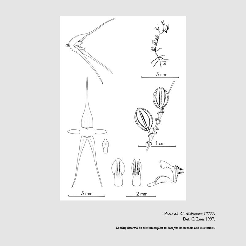 Trichosalpinx macphersonii