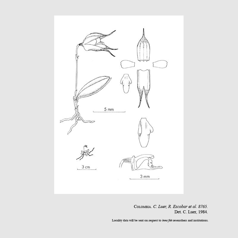Trichosalpinx webbiae