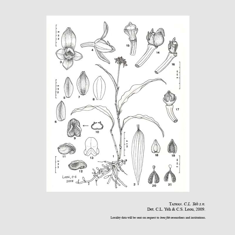 Tropidia angustifolia