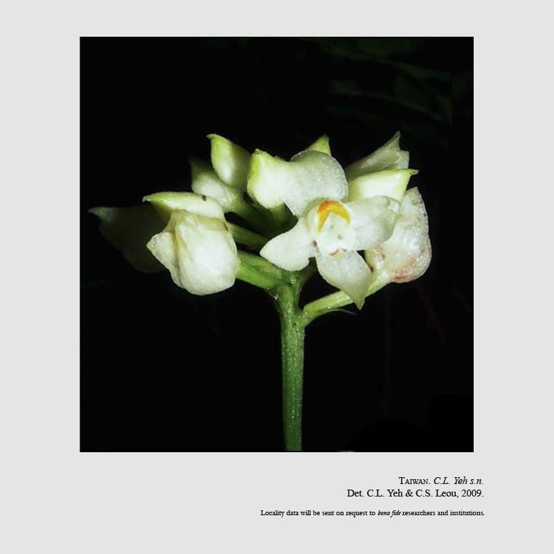 Tropidia angustifolia