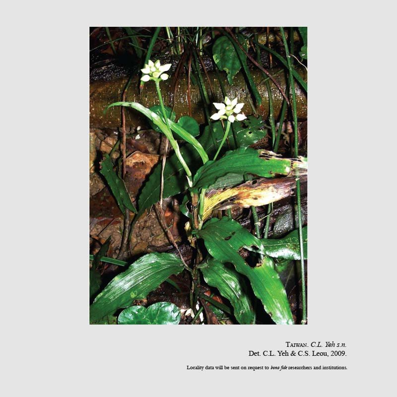 Tropidia angustifolia