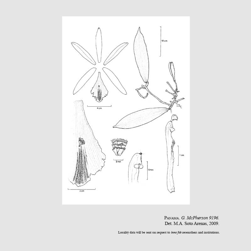 Vanilla dressleri