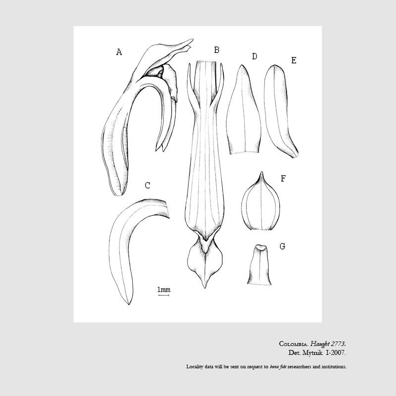 Veyretia szlachetkoana