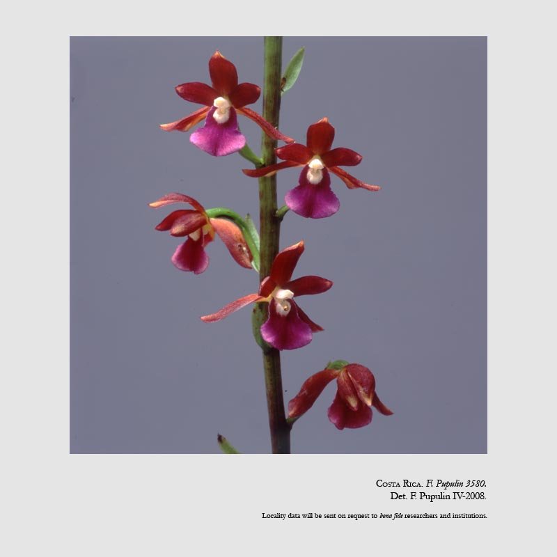 Warreopsis parviflora