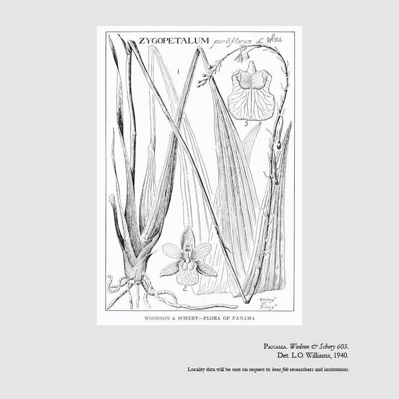 Warreopsis parviflora