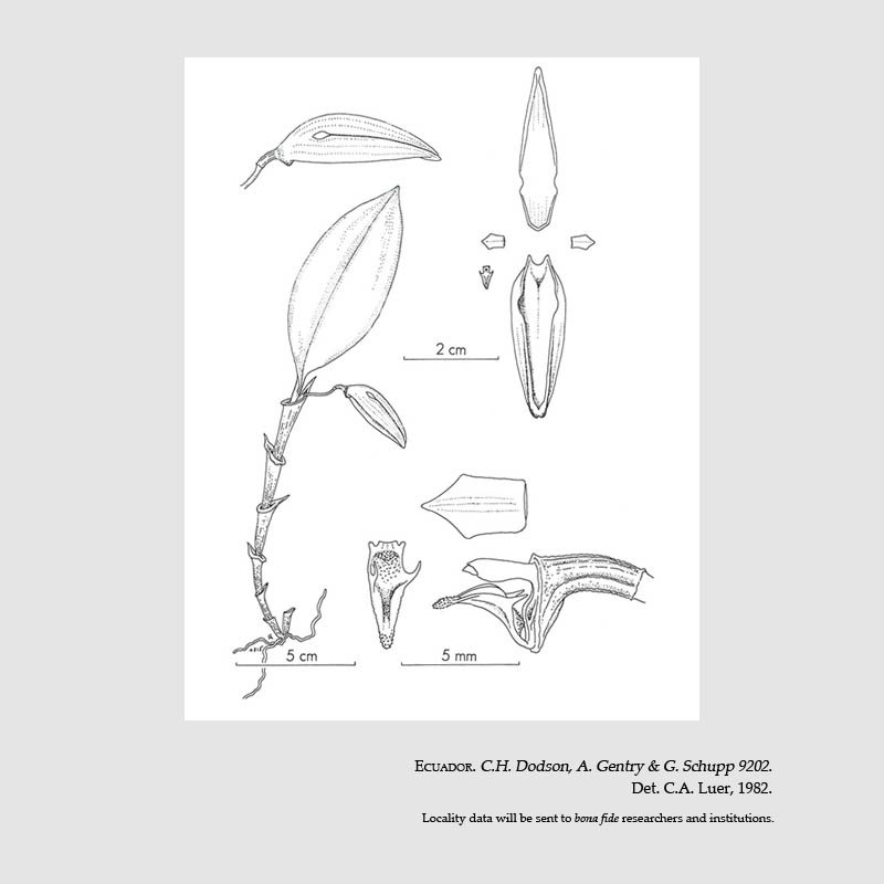 Zootrophion dodsonii